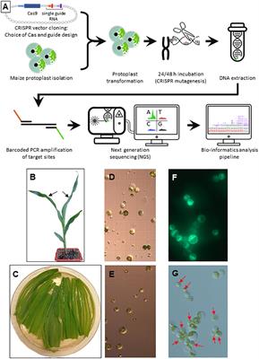 Evaluation of genome and base editing tools in maize protoplasts